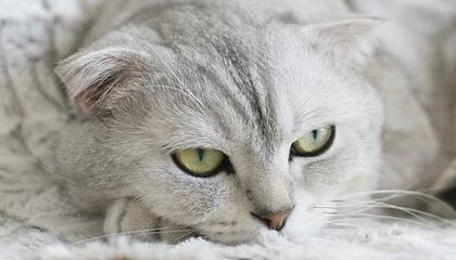 走势图-F1上海站开赛，迈凯伦车队官方合作伙伴空中云汇发布全球计费管理产品