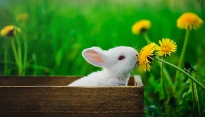 历史数据-塔图姆儿子Deuce认真给女球迷签名：不好意思 字写得难看